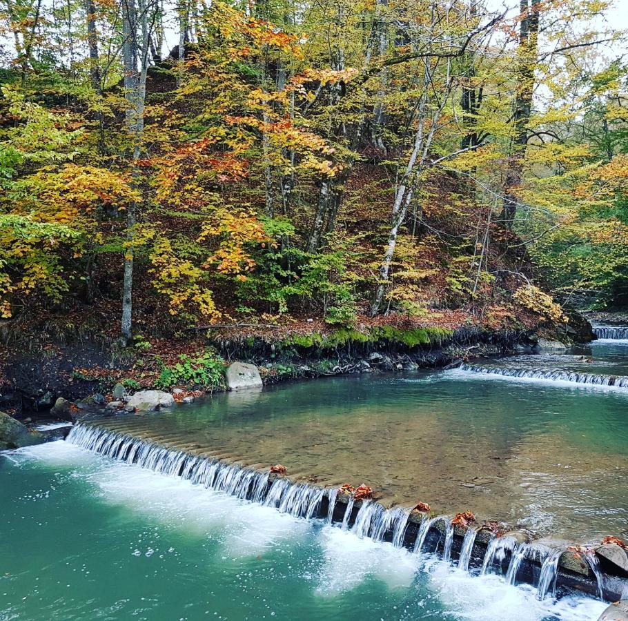 Zelena Sadyba Turichki Dış mekan fotoğraf