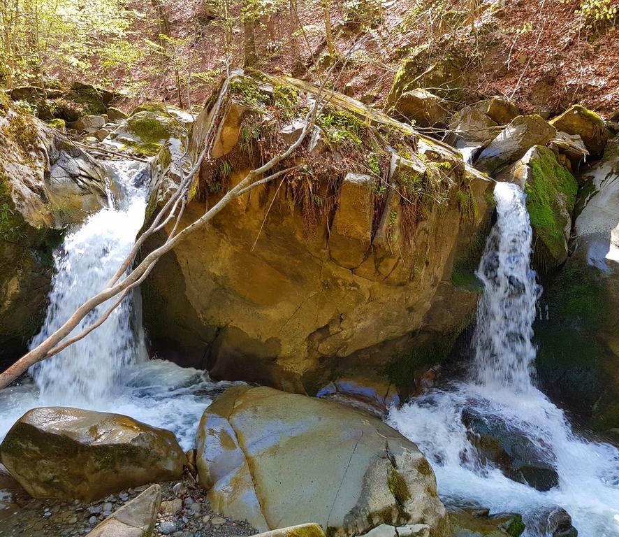 Zelena Sadyba Turichki Dış mekan fotoğraf